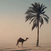 Bakary 